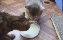 Sevimli Kedilerin Rekabeti Güldürdü