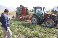 Muradiye'de Şeker Pancarı Sökümü