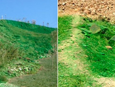 CHP'li belediyenin doğa anlayışı: Yeşile boyamak