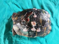 KUŞ CENNETİ - Yaralı Kaplumbağaya Estetik Operasyon