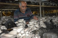 GÜNEŞ IŞIĞI - Antalya'da İstiridye Mantarı Üretimi Başladı