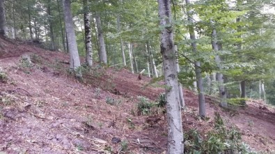 Sakarya'da Ormanlar Gençleşiyor