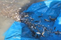 BARAJ GÖLETİ - Cip Barajı'na 100 Bin Balık Bırakıldı