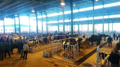 İzmit'te Hayvan Satışları Düzene Girdi