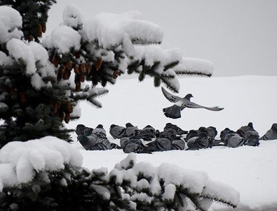 Kar yağışı bekleniyor