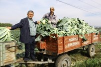 KARNABAHAR - Kış Sebzeleri Çiftçinin Yüzünü Güldürdü