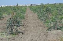 Mersin'de Endüstriyel Ağaçlandırma Çalışmaları Sürüyor