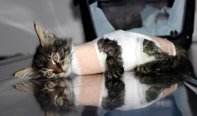 Otomobilin Ezdiği Yavru Kedi Protez Bacakla Yürüyecek