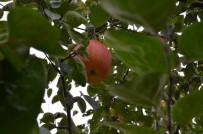 7 Yıl Sonra Gelen Esrarengiz Meyve