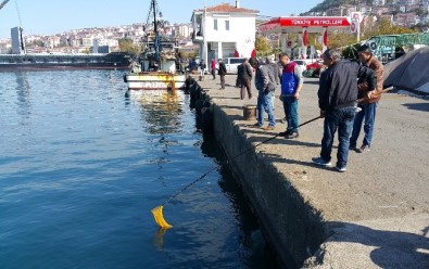 Karadeniz'de Deniz Suyunun Aniden Soğuması Balıkları Şoka Soktu
