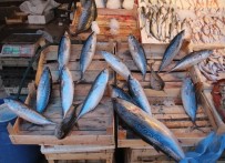 BARBUNYA - Köpek Balıklarından Kaçan Dev Palamutlar Akdeniz'de