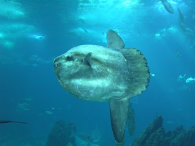 Marmaris'te Yarım Tonluk Dev Ay Balığı Şaşkınlığı