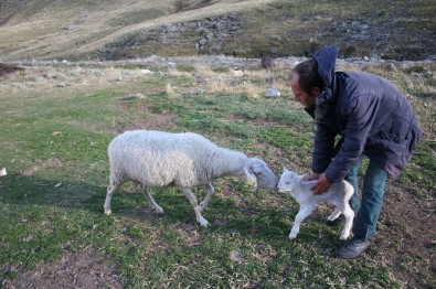 Uludağ'da Koyunların Zirve Kampı Sona Erdi