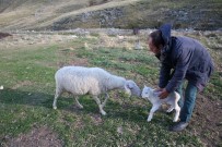 YAYLACILIK - Uludağ'da Koyunların Zirve Kampı Sona Erdi