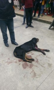 Rize'de Kavga Eden Köpekleri Ayırmak İsterken 2 Kişi Silahla Yaralandı