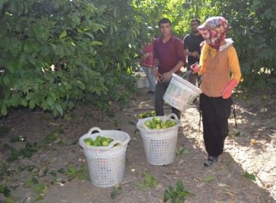 Tarımdaki İşçi İhtiyacını Suriyeliler Karşılıyor