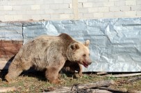 AYI SALDIRISI - Ayı Köye İndi