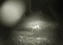 VAŞAK - Çorum'da İlk Kez Vaşak Görüntülendi