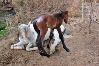 KERVANSARAY - Tek Kelimeyle 'Vicdansızsınız'