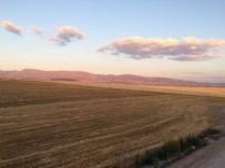 KURU FASULYE - Türkiye Milli Tarım Destekleme Modeli Kilis'te uygulanacak