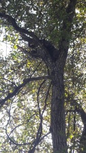 Artvin'de Köpekten Kaçarak Ağaca Tırmanan Ayı Yavruları Kurtarıldı