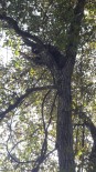 AYI YAVRUSU - Artvin'de Köpekten Kaçarak Ağaca Tırmanan Ayı Yavruları Kurtarıldı