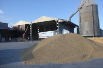 MUSTAFA ÖZCAN - Bafra Pirincinde Çok Çeşit Sorunu