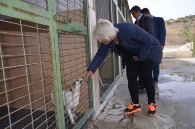 Bozüyük Belediyesi Geçici Hayvan Bakım Evi'ne Ziyaret