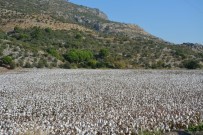 İZMIR TICARET ODASı - Ege Bölgesi'nde Pamuk Rekoltesi 427 Bin Ton, Yüzde 41'İ İse Söke Ovası'ndan