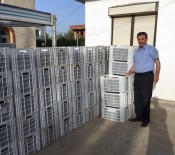 Didim'de Dane Zeytin Fiyatları Üreticinin Yüzünü Güldürdü