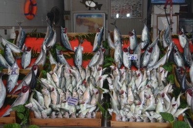 Balıkçıların Çinekop Ve Sarıkanat Bolluğu Beklentisi