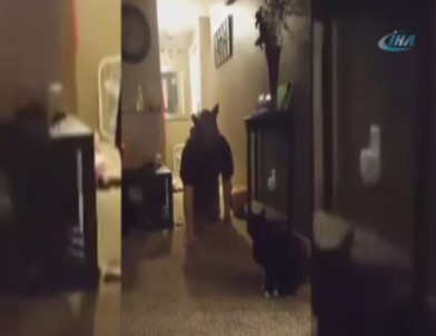 Kediye 'Kurt Adam' Şakası Yapılırsa...