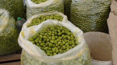 Kızıltepe'de Yeşil Zeytin Müşteri Bulamıyor