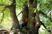 GERMIYANOĞULLARı - Türkiye'nin En Yaşlı Kestane Ağacı Kütahya'da