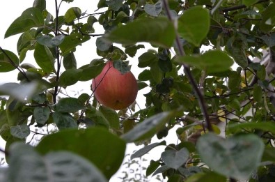 Eskişehir'de Ayva Ağacında Yetişen İlginç Meyve