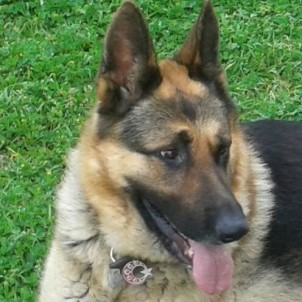 Kayıp Köpek 'Behzat' Aranıyor