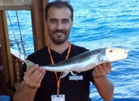 ORKİNOS - Akdeniz'de Balon Balığı Kabusu