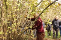 OSMAN AKMAN - Fındık Bahçelerinde Eğitici Adayları Eğitildi