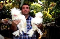 SÜS TAVUĞU - Oğlunun Hobisini Çiftliğe Dönüştürdü