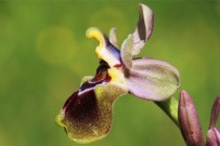 FEN BİLGİSİ ÖĞRETMENLİĞİ - Orkide türleri tehlike altında