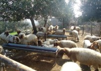 KREDİ DESTEĞİ - Orman Ve Su İşleri Bakanlığı'ndan Orman Köylülerine Dev Destek