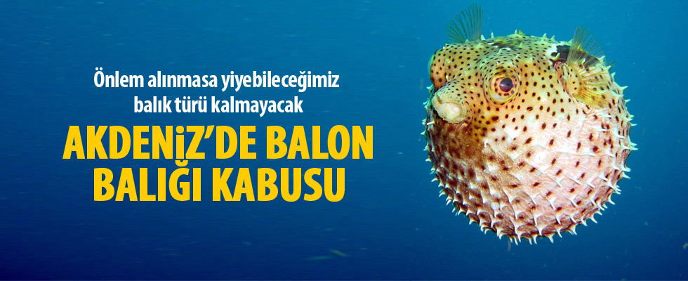 Akdeniz'de Balon Balığı kabusu