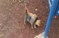 Yavru Kedi İle Kurt Köpeğinin Kıskandıran Dostluğu