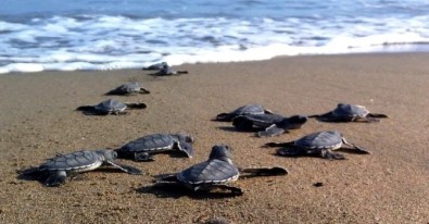 Yeşil Deniz Kaplumbağalarında Bu Yıl Kazanlı'da Rekor Kırıldı