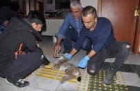 VAŞAK - Yaralı Vaşak Tedavi Altına Alındı