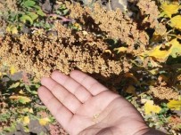 Ağrı'da Kinoa Hasadı Yüz Güldürdü