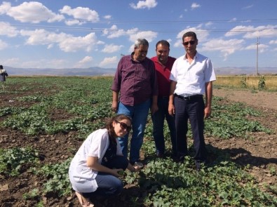 Ağrı'da Yılın İlk Kavun Hasadı Yapıldı