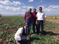 Ağrı'da Yılın İlk Kavun Hasadı Yapıldı