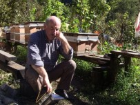 Artvin'de Ayı Saldırıları Bitmek Bilmiyor