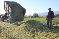 Aydın'daki Yetiştiriciler Slaja Yöneldi, İl Genelinde Slaj Telaşı Başladı